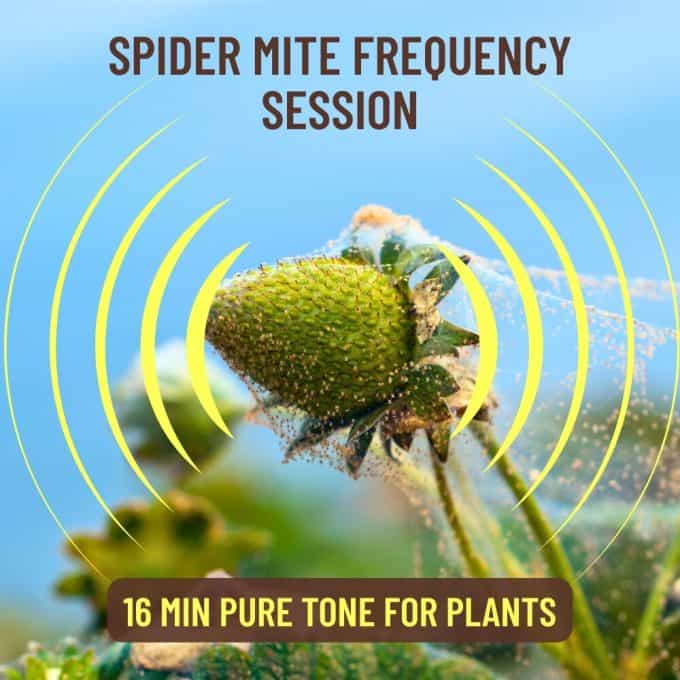 Spider Mite Frequency Session, pure tone audio for plants