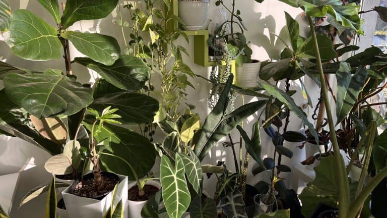 Houseplants grouped together by a window as part of my routine to water plants while away