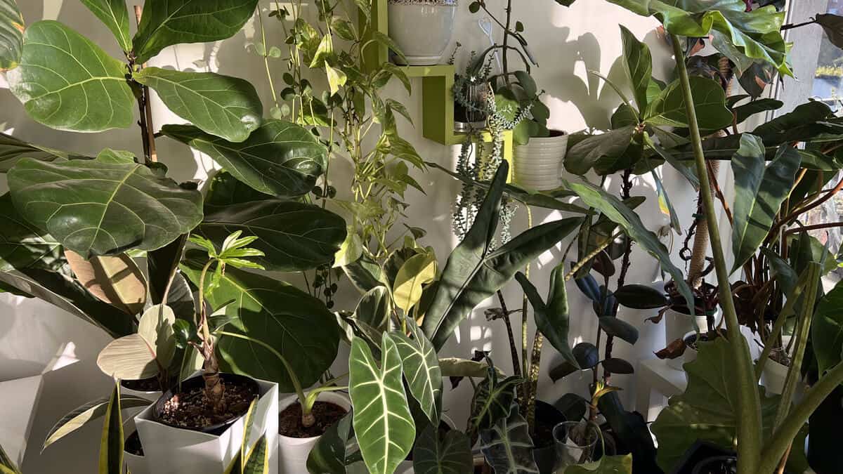 Houseplants grouped together by a window as part of my routine to water plants while away
