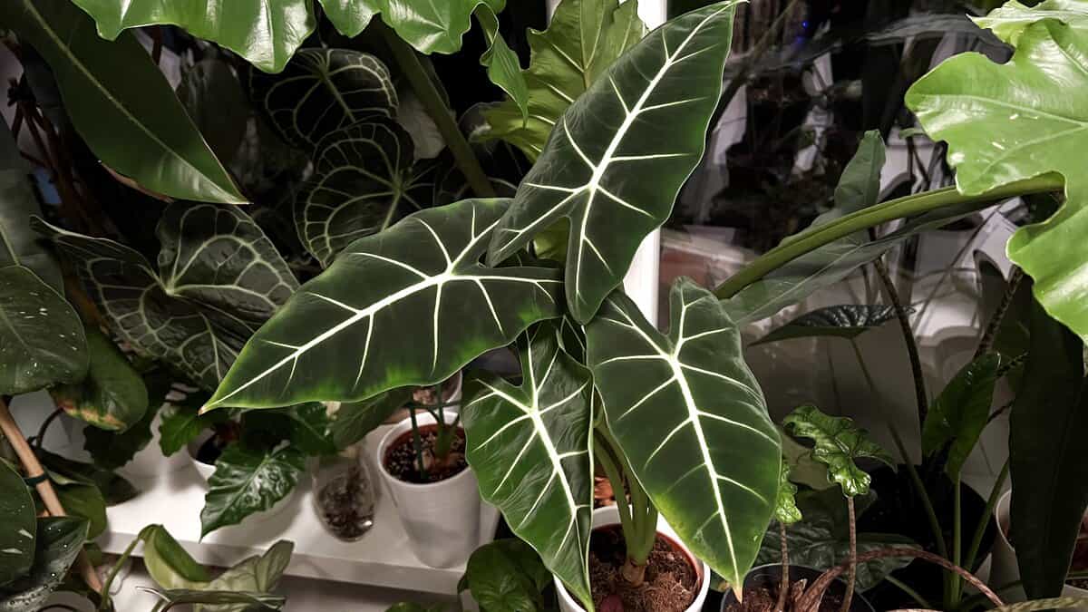 Alocasia care guide: healthy dramatic Alocasia leaves