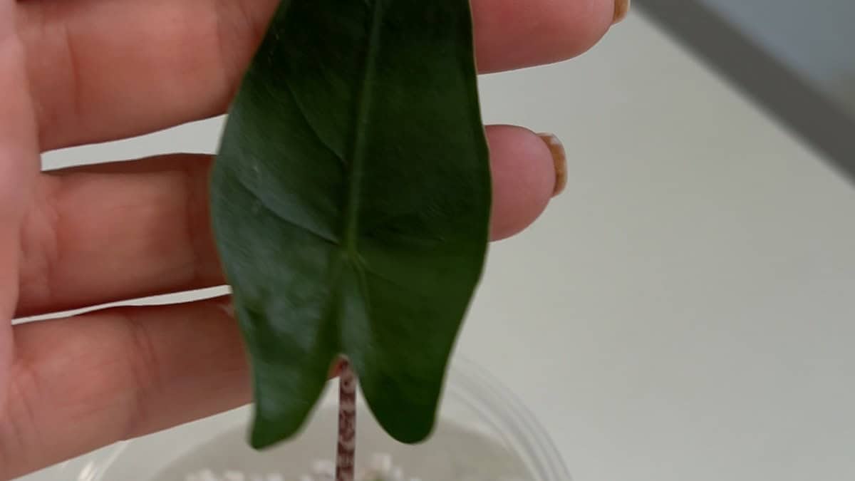 Alocasia corm sprouting a single young leaf in perlite, ready to grow from corms