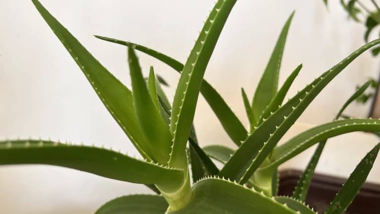 Aloe vera problems: healthy aloe with plump upright leaves