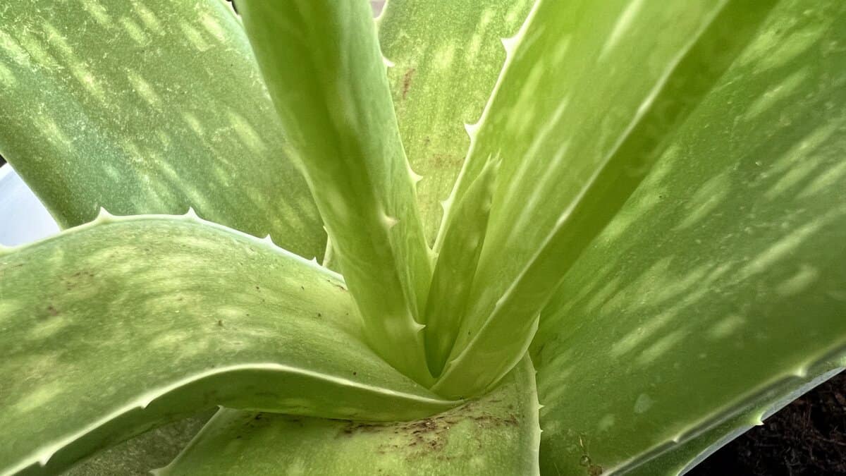 aloe vera leaves turning brown from overwatering