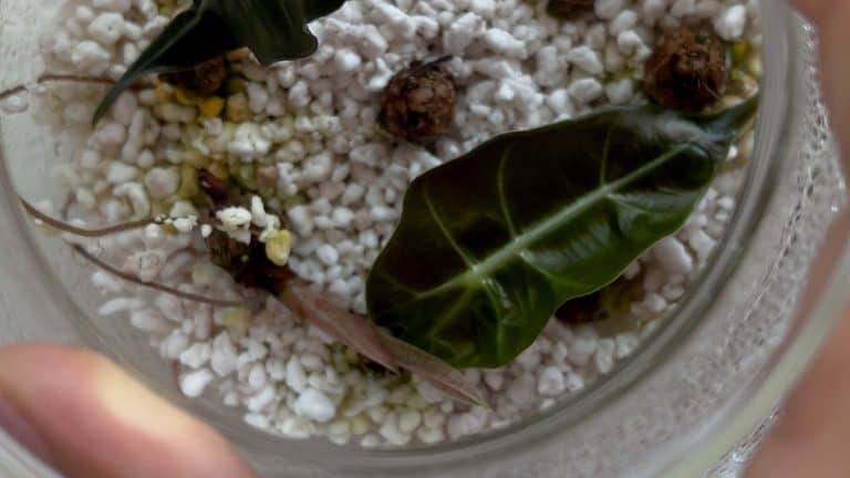 Growing Alocasia from corms: young sprouting Alocasia leaves and corms in perlite