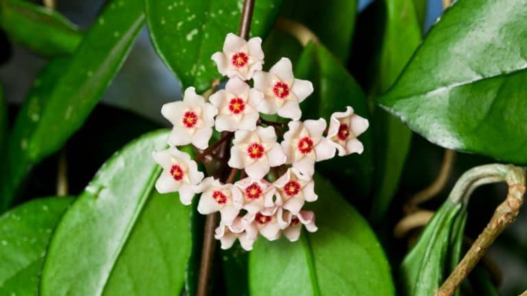 Hoya carnosa care: a wax plant in bloom with a cluster of pink star-shaped waxy flowers