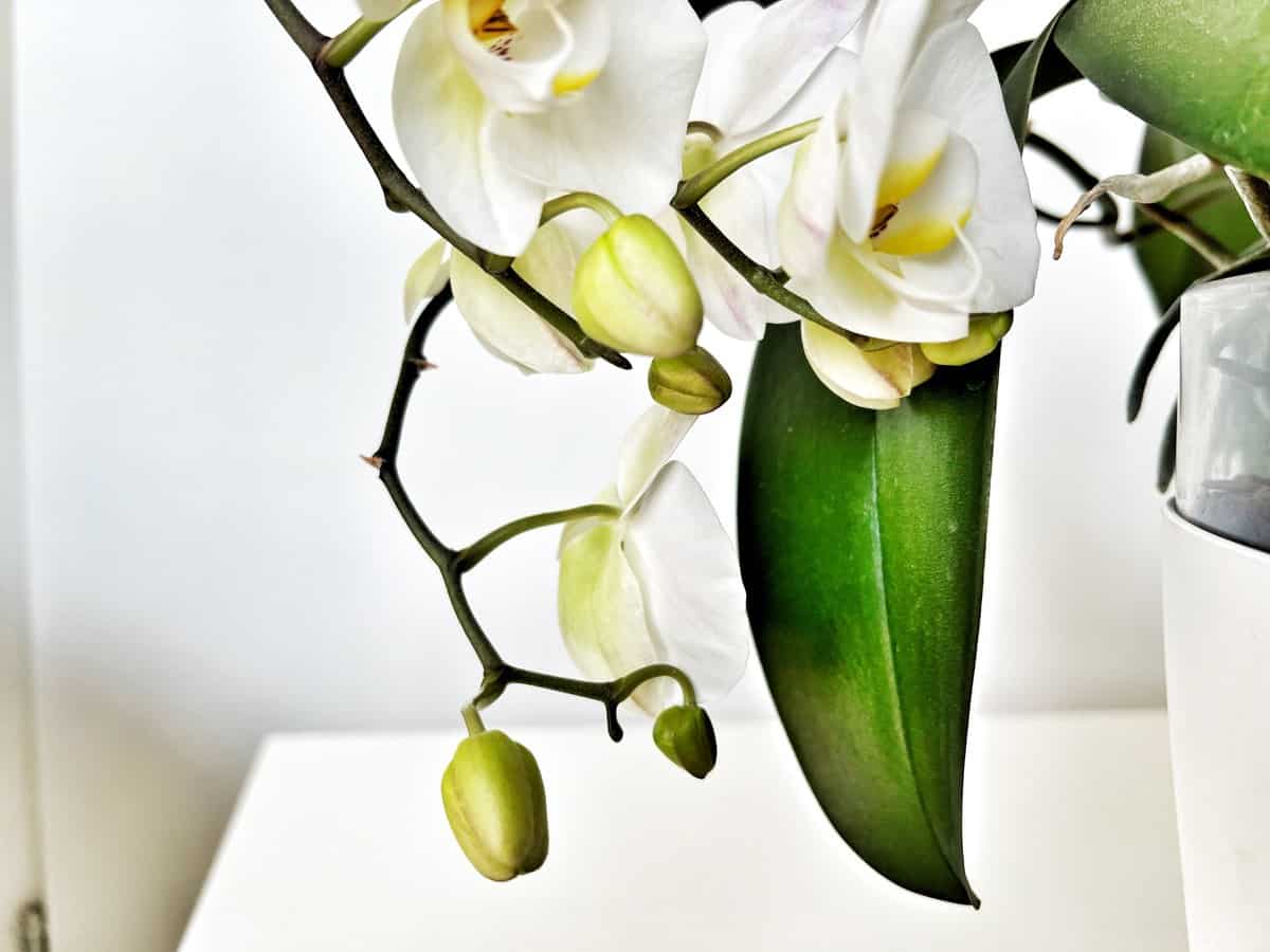 white orchid with unopened buds and a healthy green leaf