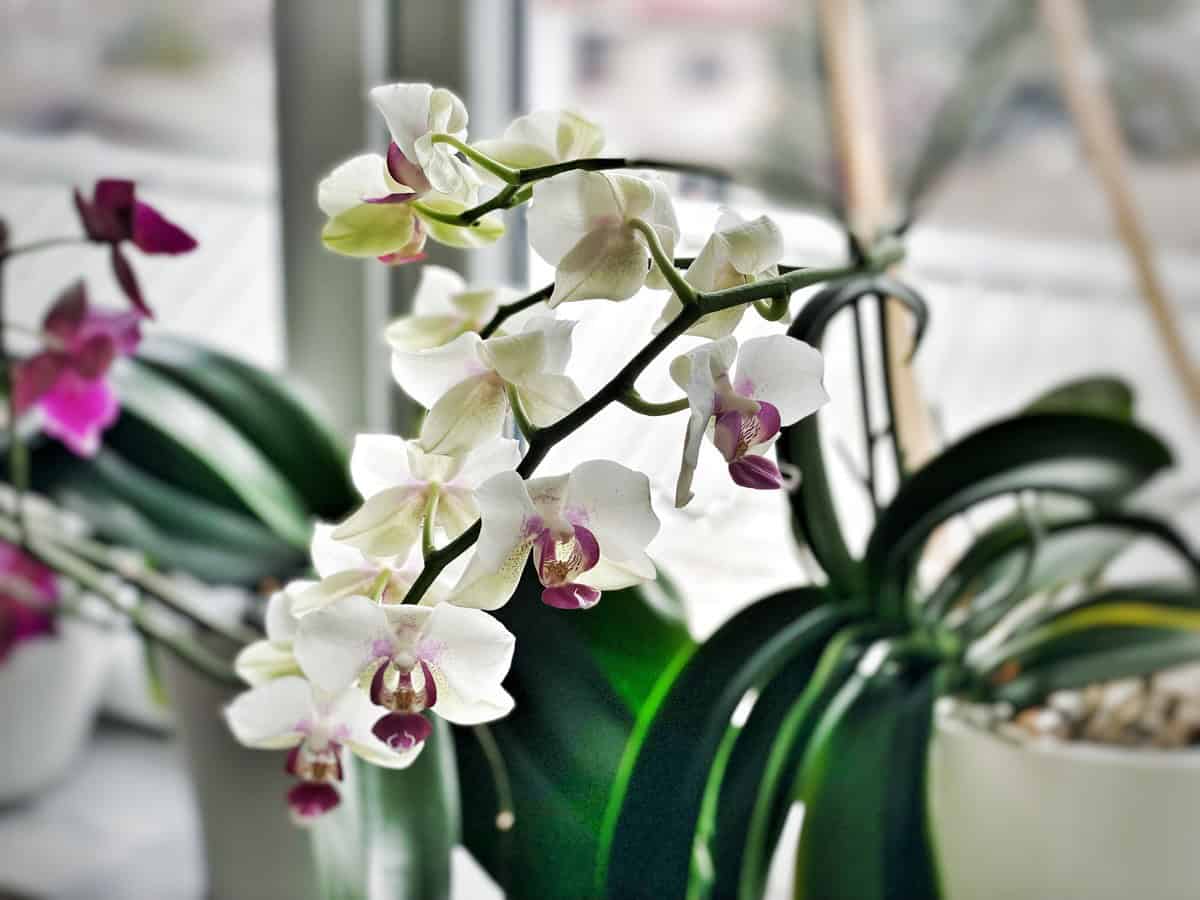 healthy white orchid reblooming in bright indirect light