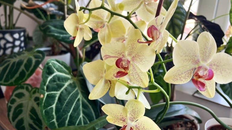 orchid problems: healthy yellow Phalaenopsis orchid in full bloom