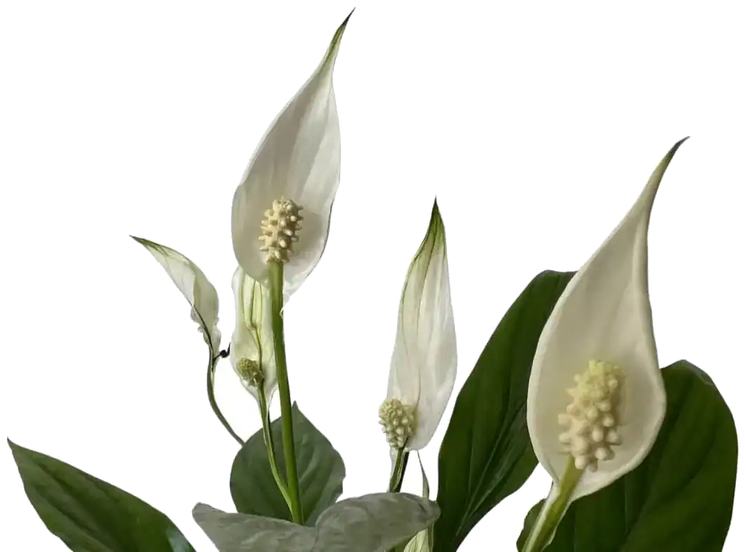 Peace lily houseplant with white blooms
